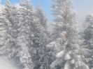Sněhová variace na lesní idylu
